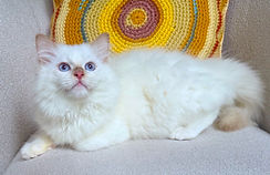 IMG_6521.jpeg