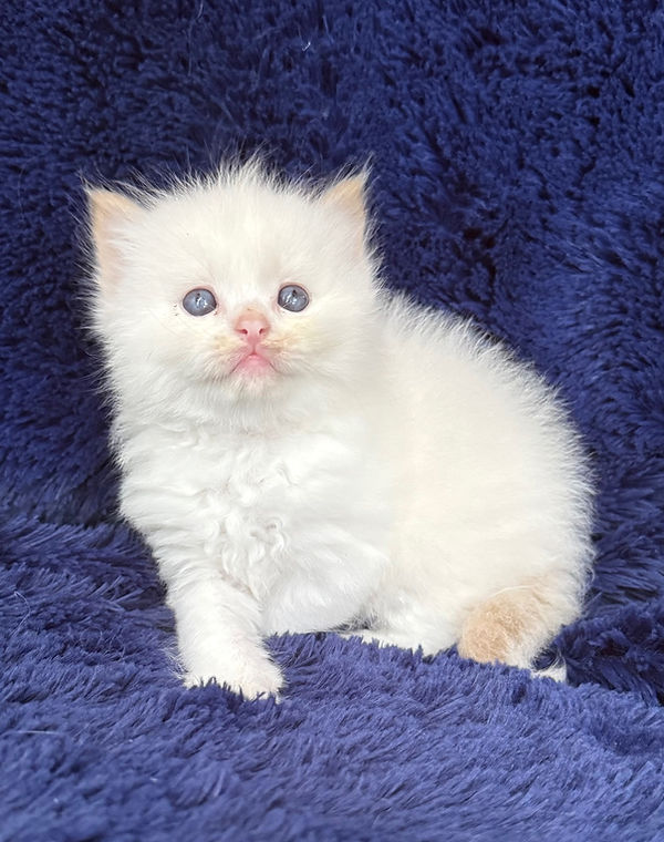 4 Cin_fawn bicolor boy