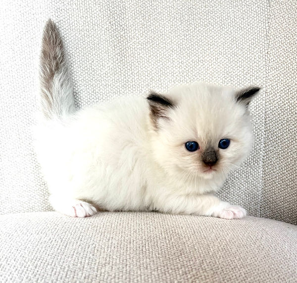 1 Chocolate mitted girl.jpeg
