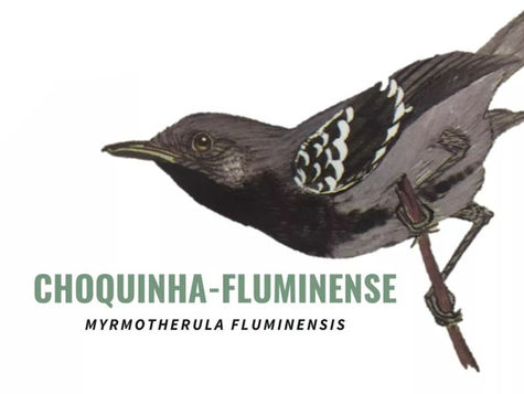 Rio de Janeiro Antwren