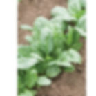 Spinach