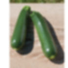 Zucchini