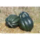 Acorn Squash