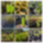 image-COLLAGE.jpg