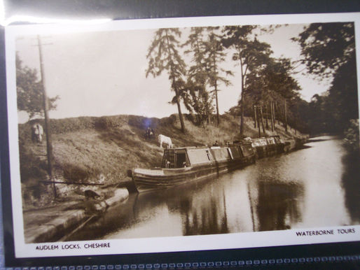 Canal View-Cows On Banks