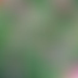 The Origin Tail: the story behind our name