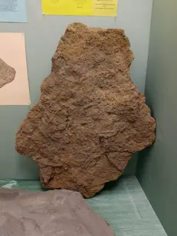 118651674_166108661826858_2033765686398546154_n.jpg