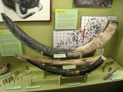 tusk.jpg.webp