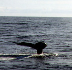 Miho-san whale.jpg