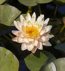 Pan Mongkol.jpg