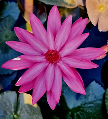 Ninfea Tropicale Rubra.jpg