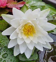 Gladstoniana.jpg