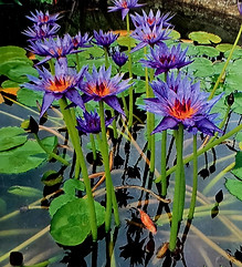 Ninfea Tropicale Lilac Star.jpg