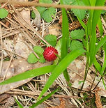 Elderberry_edited.jpg