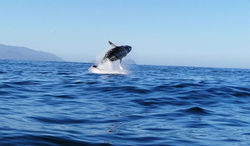 Screenshot_20190113_105033