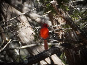 Gratitude for the Mundane