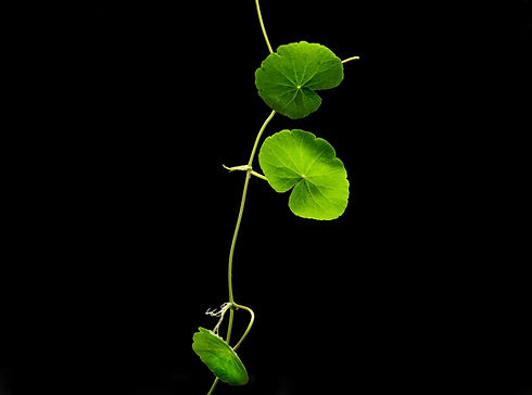 hydrocotyle-root.jpeg