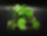 hydrocotyle-leucocephala-2.jpeg