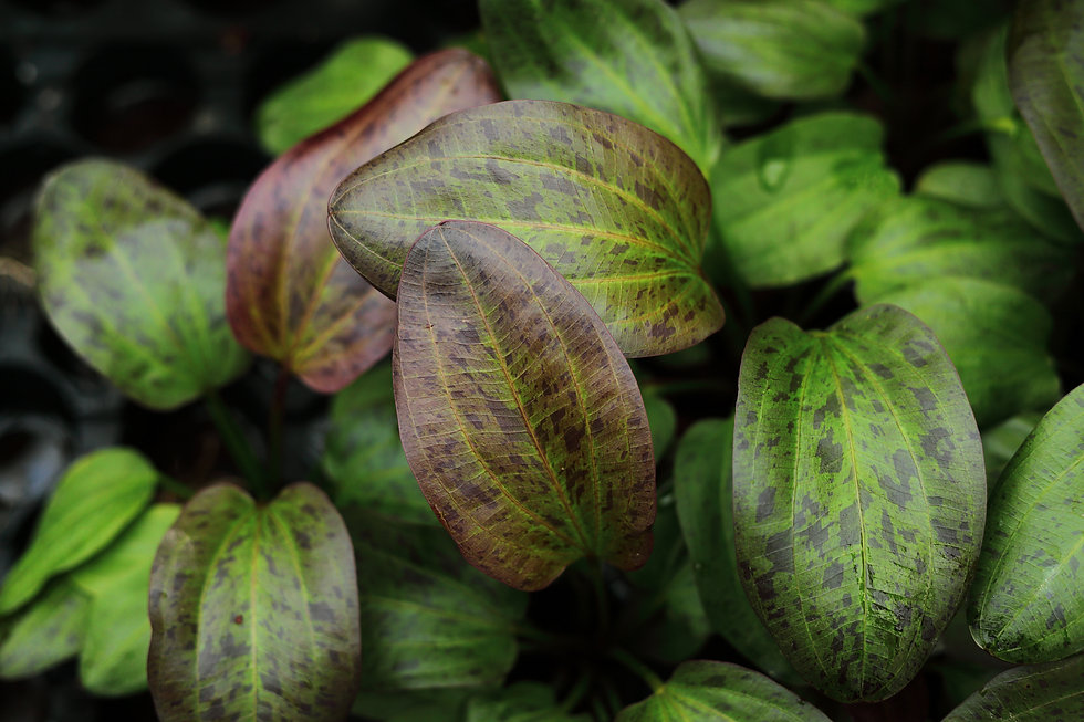 Echinodorus%20red%20rock%203.jpeg