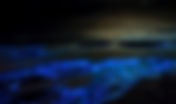 En escuela en linea aprenderemos ¿Qué es la bioluminiscencia y dónde podemos encontrarla?