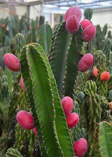 Fruiting Cactus | QCTropicals