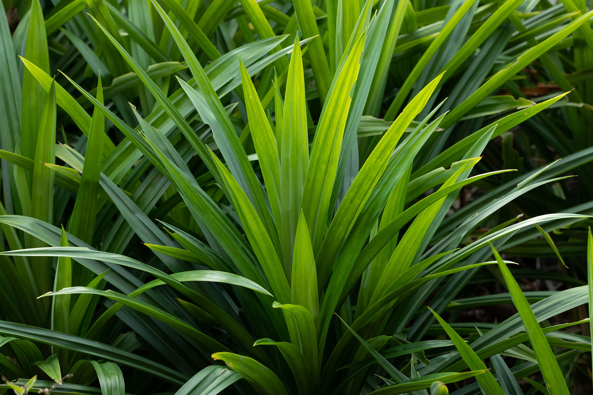 Pandan Leaf Plant