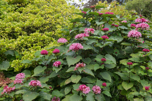 Cashmere Bouquet (Mexican Hydrangea) | QCTropicals