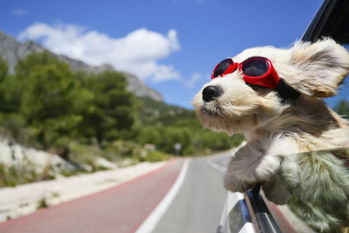 Three Marketing Projects for the Dog Days of Summer