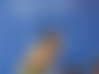 Почему Елена Шалыгина не представит Казахстан на чемпионате мира-2025 по борьбе