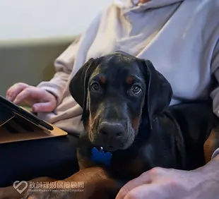 寵物保險, 香港寵物保險, 寵物險 pic14