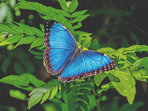 Ik ben een vlinder, boodschapper van transformatie