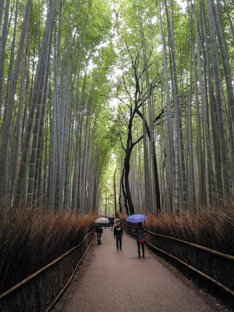 The famed bamboo forest trail. Impressive! There's something similar in Korea too and it never ceased to amaze me.