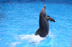 Bottlenose Dolphin