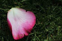 Rose petal