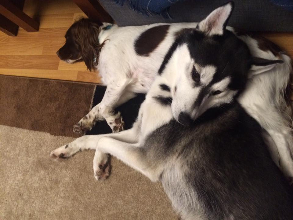 Zeke and Teasy