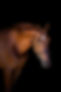 Quintago-Black-Background-6.jpg