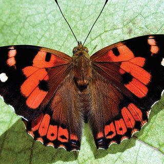 hawaii-kamehameha-butterfly.jpeg