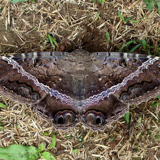 1200px-Black_witch_moth_(Ascalapha_odorata).jpeg