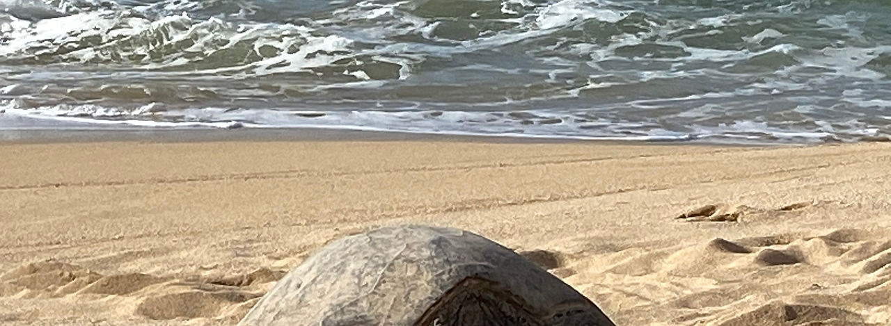 Turtle pic from Diana.jpg