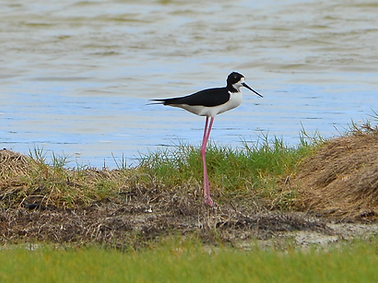 wai to kai logo (3).png