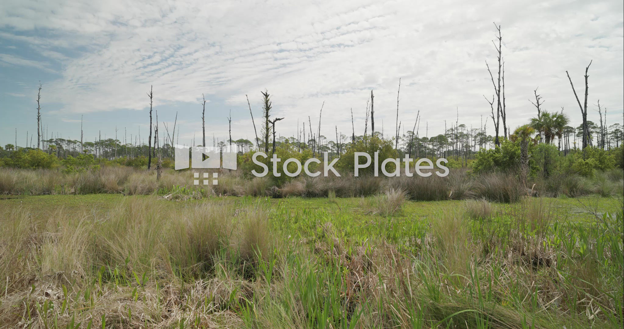 Florida Swamp Background Video Plate Watermarked Preview