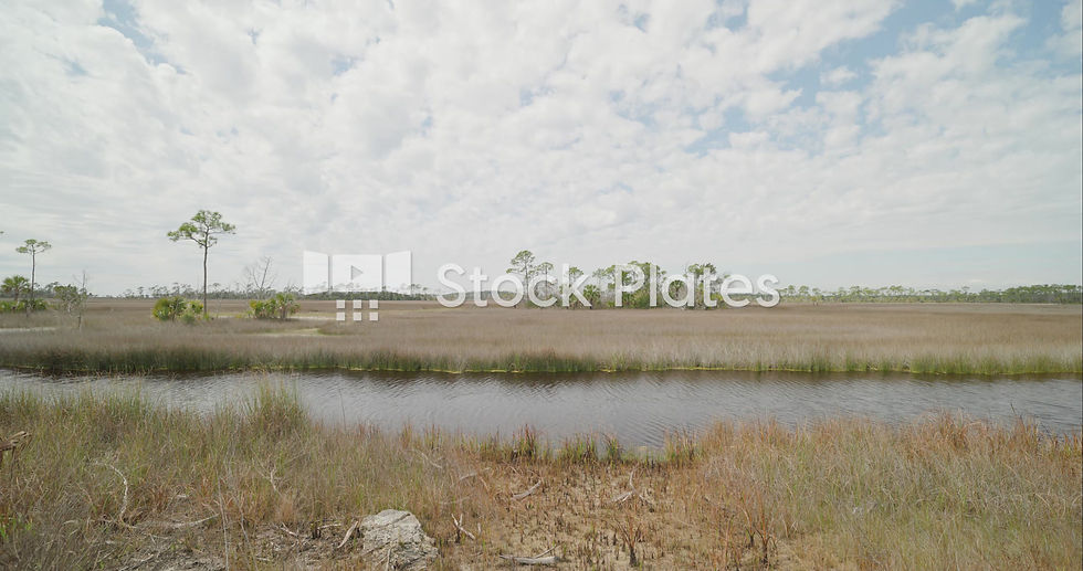 Florida Marsh Field Background Video Plate Watermarked Preview