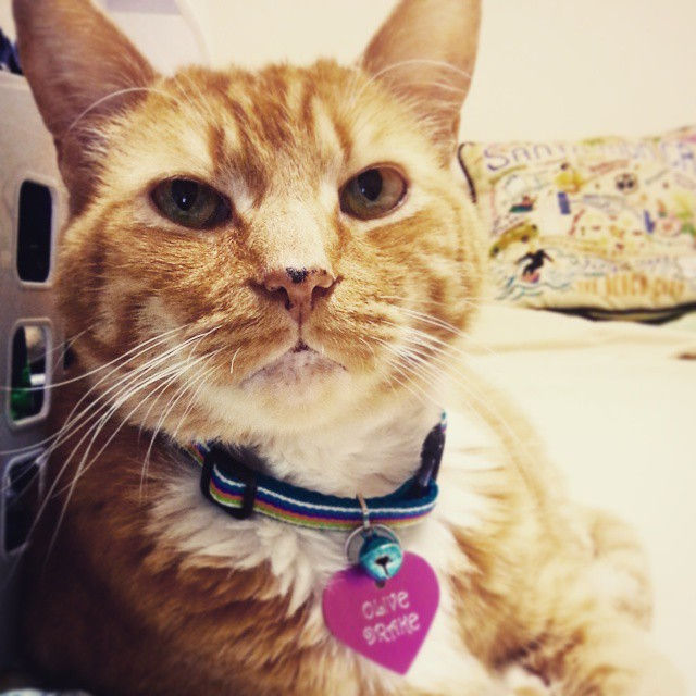 Instagram - ♥♥♥ #love #cat #orangetabby #catsarebetterthanpeople #catsofinstagra