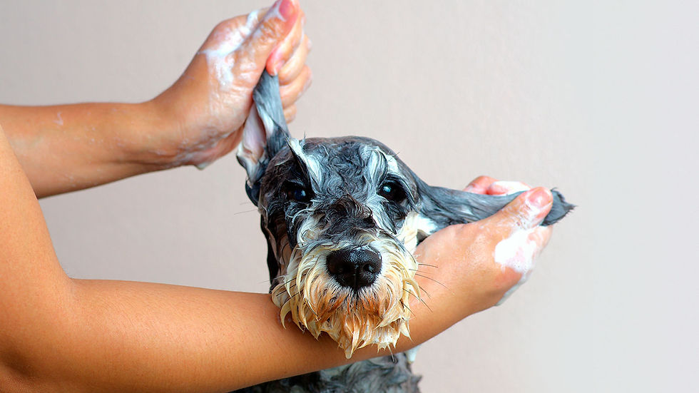 1625462227643_how-to-wash-your-dog.jpg