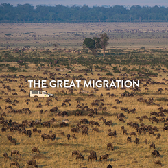 THE GREAT MIGRATION.png