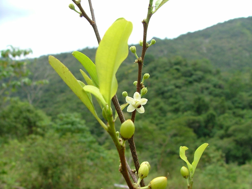 Flor de coca