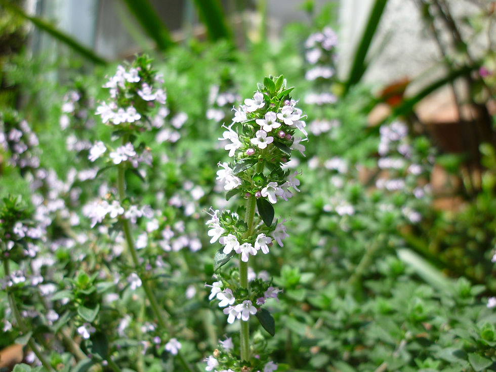 Flor de tomillo