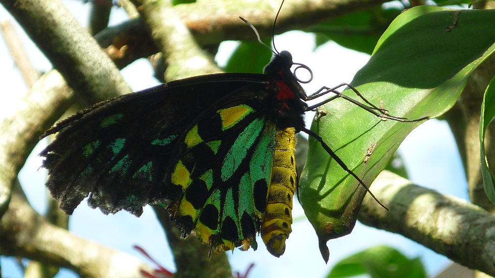 Inmensa mariposa