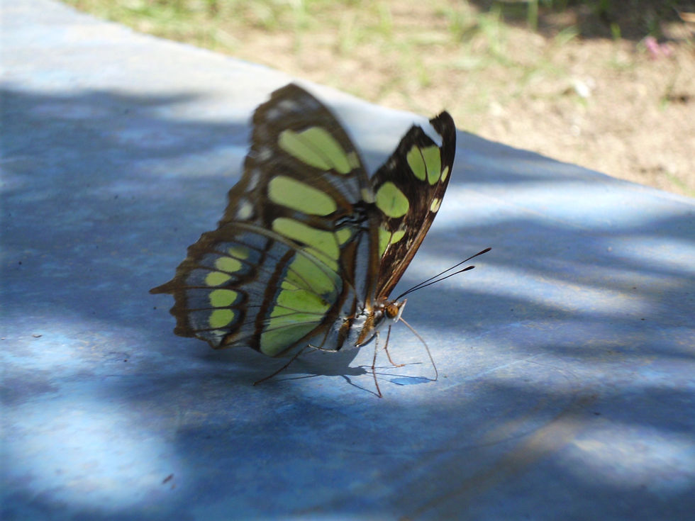 Mariposa