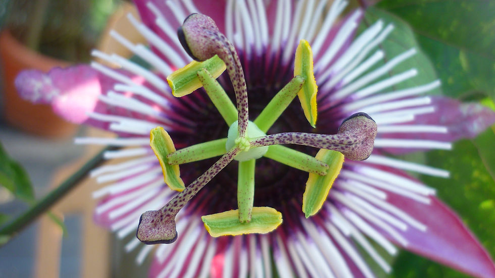 pasiflora